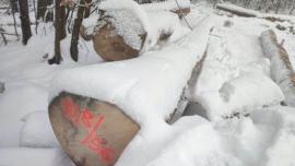 Vaahtera Sahatukit |  Kovapuu | Hirret | Gazdovské lesy-Vyšná Rybnica poz. spol.